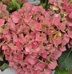 Tildekking av planter 3 Hortensia er en vakker plante