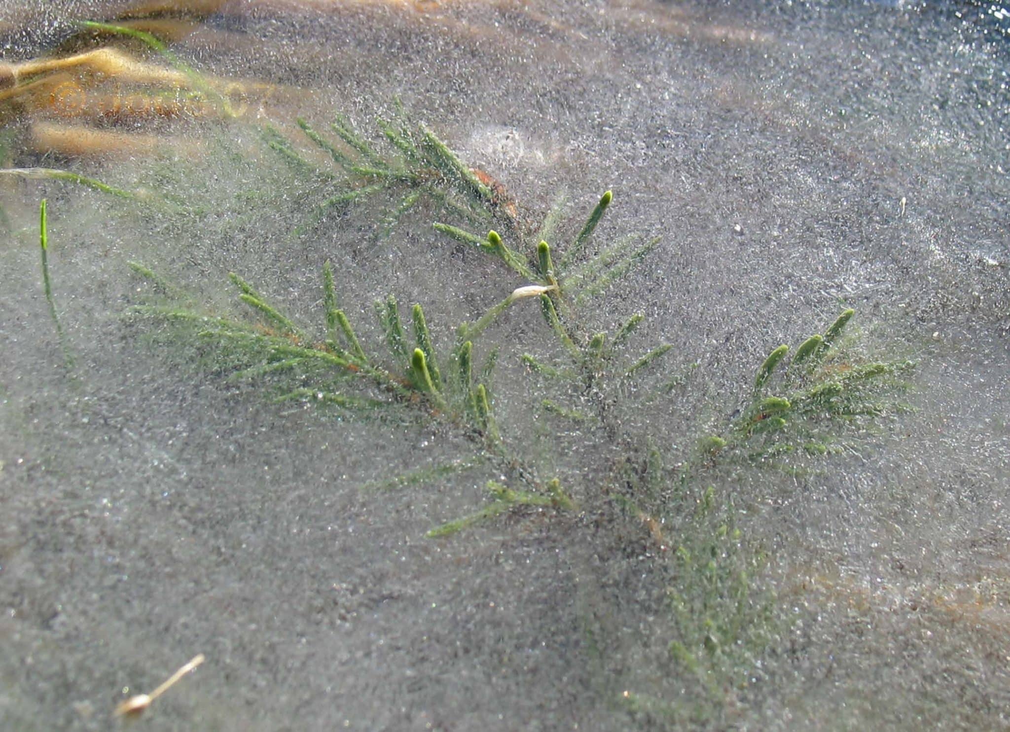 Vinterfrost og barfrost kan volde betydelig planteskade