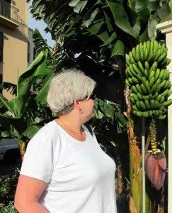 Even straight to the porto mare`s wall grows bananas. Madeira's exuberance is overwhelming. (photo: johnsteffensen. No)