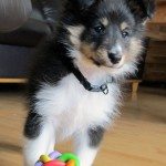 "kompis" (hesa joker) fra tunmark sheltie (foto: johnsteffensen. No)