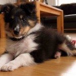 Kompis, 71 dager gammel. Nå han spiser royal canins valpefor, blir han mildt sagt hyper. Som om det var speed. (johnsteffensen. No)