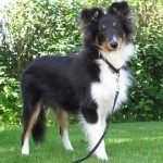 Kompis 5 1/2 måned gammel. En flott hund på alle måter. (foto: johnsteffensen. No)