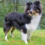 Kompis (hesa joker - tunmarks kennel) foto: john steffensen