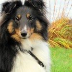 Slik ser kompis ut i dag, 8 1/2 måned shetland sheepdogvalp. (foto: john steffensen)
