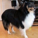 Kompis, alt er relativt - selv alderen! 5 Kompis, vår vel 9 måneder gamle shetland sheepdog-valg begynner å bli stor. Nå har han begynt å markere sitt revir... (foto: johnsteffensen. No)