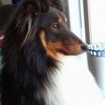 Kompis - umiskjennelig gjeterhund,,, (foto: åse steffensen)