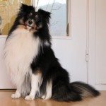 Er det dette som er speed...? 3 Slik ser en stolt ettåring ut. Det skal visstnok tilsvare 20 menneskeår, men det nekter jeg å være med på! Www. Johnsteffensen. No