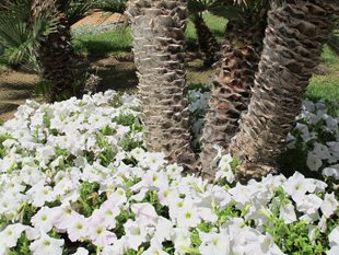 Store grupper med petunia over alt, men samlet som ulike fargeklatter i hagen. Som disse hvite som dekker nederste del av palmenes stammer. (Foto: John Steffensen)