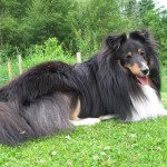 Hundeliv - valpestyr 4 Kompis er snart 2 1/2 år, og han er blitt en flott kar. Men selv om han er blitt stor, så er han fremdeles veldig leken. Han elsker å leke. Ofte. Foto: john steffensen