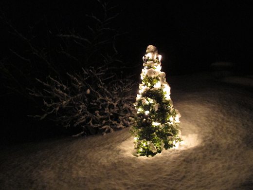 Like ved inngangspartiet vårt står denne buksbomen med sine små ledlamper og lyser opp i vintermørket. Bildet er tatt uten stativ, men hadde trolig vunnet på å bi foreviget med stativ. Foto: john steffensen