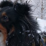 Kompis er en vital, gøyal, aktiv, energisk, snill, flink, uvøren, bråkete, kosete, hengiven, rampete, vakker, deilig og trofast firbeint venn. Foto: john steffensen