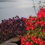 Blomster og blader tar seg alltid best ut når du ser på dem fra sør og/eller vest. Dette bør du ta i betraktning når du velger hvor blomsterbedet skal plasseres i forhold til sitteplassen. Foto: johnsteffensen. No