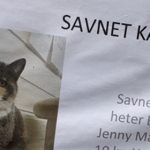 Hvor mye er en katt verdt?