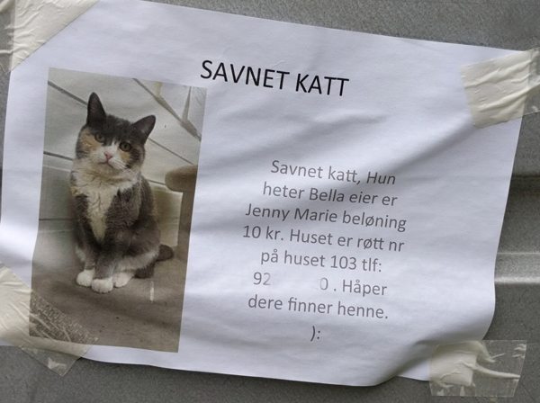 Savnet katt, belønning 10 kr. Foto johnsteffensen.no