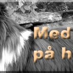 Med hund på hotell. Johnsteffensen. No