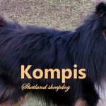 Kompis, vår shetland sheepdog, blir 4 år gammel 20. Februar 2017. Foto - www. Johnsteffensen. No