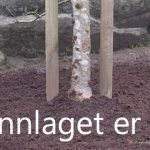 Epleskurv skal bekjempes ved at treet får gode vekstvilkår.