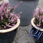 Calluna er flerårig, dvs. At den kommer igjen år etter år. Om den bare får etablert seg litt før vinteren kommer. Foto - john steffensen