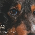 Kompis er nå blitt 5 år gammel. En svært så hengiven og trofast shetland sheepdog. Foto: jan magne sviland