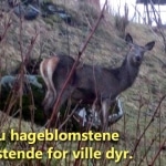 Sitteplass ved blomsterbed 2 Du kan beskytte hageblomstene på en enkel måte. Www. Johnsteffensen. No