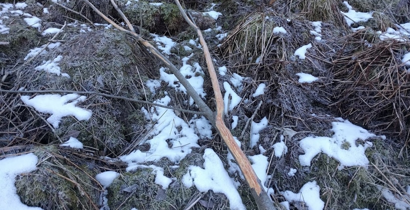 Hjort har spist barken av selje grener. Foto www. Johnsteffensen. No