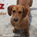 Quiz om hunder. Www. Johnsteffensen. No