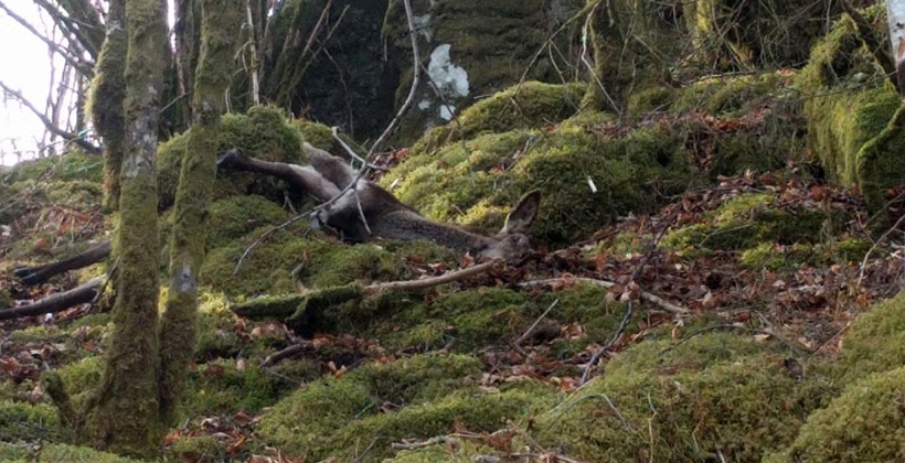 Dyretragedie i Bergen. 24 selvdøde hjort funnet langs en strekning på ca 3 km. Foto: John Steffensen