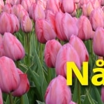 Sitteplass ved blomsterbed 3 Blomsterløk plantes nå. Da kan du bare glede deg til våren... Www. Johnsteffensen. No