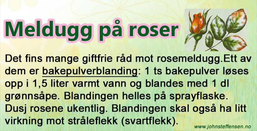 Giftfri metode mot meldugg på roser, www. Johnsteffensen. No