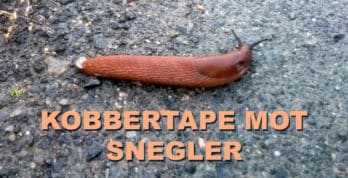 Koppertape mot snegler. Se hvor effektivt det er... www.johnsteffensen.no