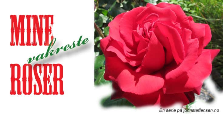 4. Stopp på hagevandringen: rosen 'molineux' - www. Johnsteffensen. No