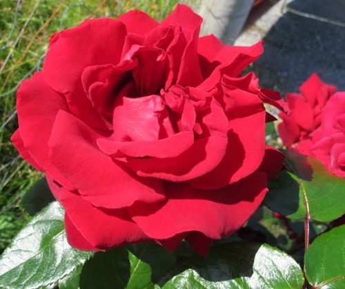 Stilkrosen ingrid bergman er en av mine vakreste roser. Foto john steffensen. Www. Johnsteffensen. No