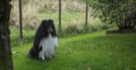 Vår shetland sheepdog kompis er blitt voksen