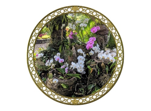 Orkideer på rekke og rad i jardins do lagos praktfulle hage