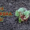 Rabarbra – en perfekt grønnsak