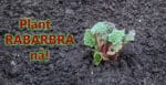 Rabarbra - en perfekt grønnsak