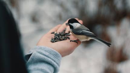 Fuglene kan bli så tamme... Foto andrik langfield. Unsplash