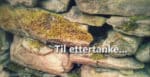 Til ettertanke... Mysteriet
