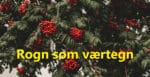 Rognebær som værtegn. Hvor sikkert er det?