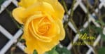 Sommerrose: goldstern
