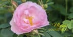 Hortensia, en vakker plante 4 Celestial