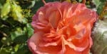 Tildekking av planter 4 Westerland - buskrose