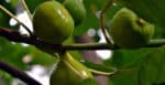 Bibelord: treet og fruktene