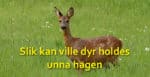 Slik kan ville dyr holdes unna hagen