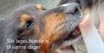 Slik lager du hunde-is