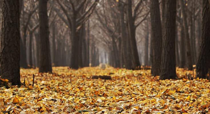 Autumn foto pexels pixabay. Johnsteffensen. No