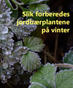 Jordbærbedet klargjøres for vinteren 3 Slik forberedes jordbaerplantene pa vinter. Foto pirreaux pixabay