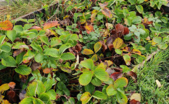 Jordbærbedet bør ikke se slik ut når vinteren banker på døra. Foto: johnsteffensen. No
