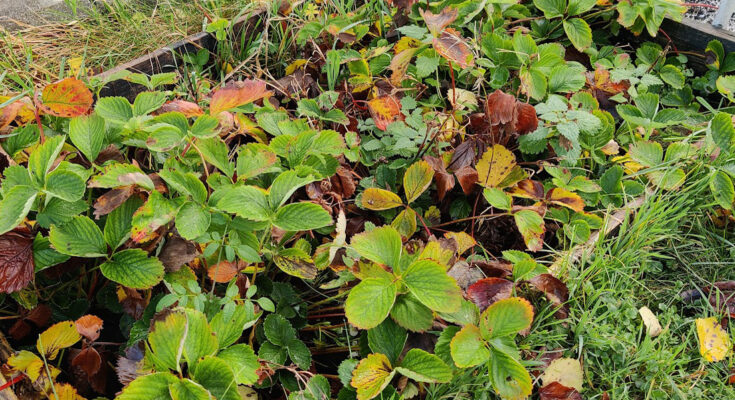 Jordbærbedet bør ikke se slik ut når vinteren banker på døra. Foto: johnsteffensen. No