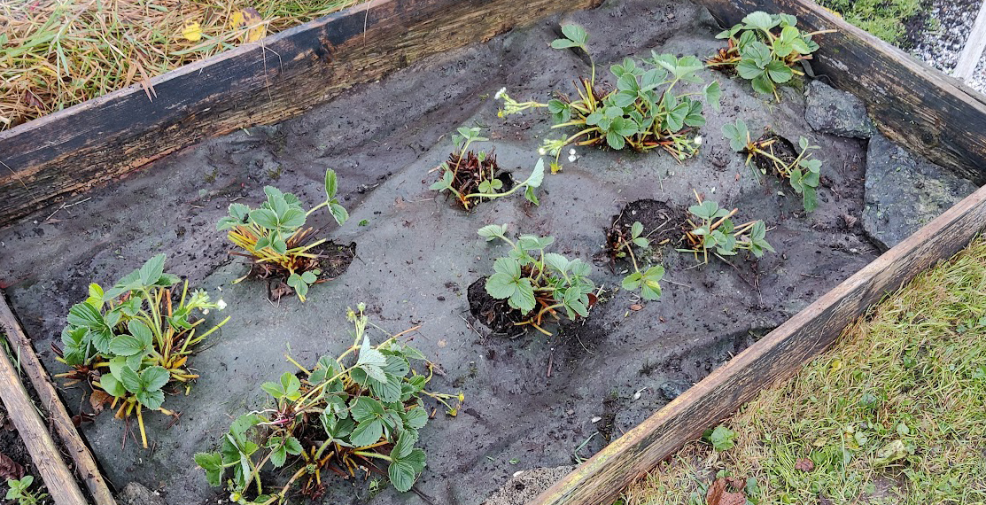 Jordbærbedet klargjøres for vinteren 4 Det samme jordbærbedet som over, er nå klargjort for vinteren. Foto: johnsteffensen. No